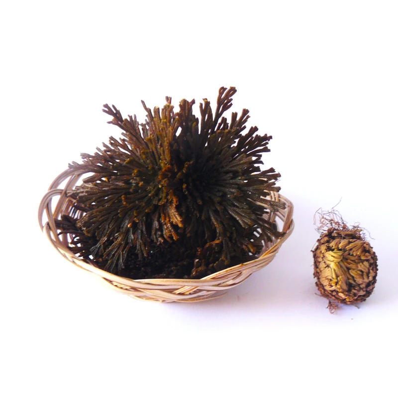 Flor de Jericó