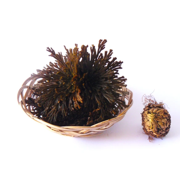 Flor de Jericó