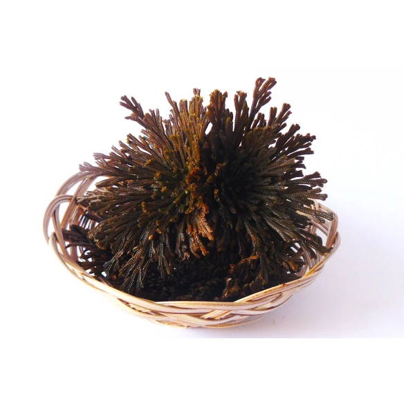 Flor de Jericó