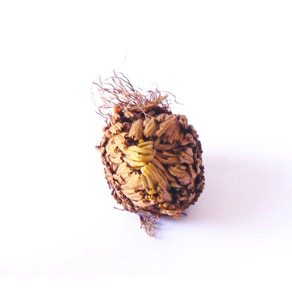 Flor de Jericó